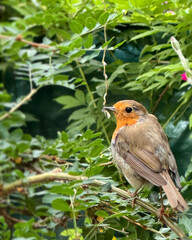 robin in the snow