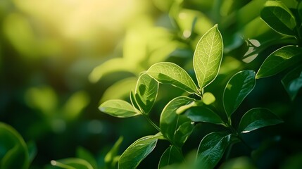 Obraz premium Captivating Close-up of Lush Green Leaves with Radiant Sunlight Shimmering Through