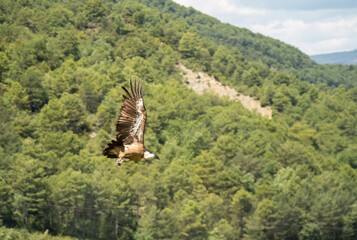 Close-up of Griffon vultures (Eurasion griffon, Gyps fulvus) taking to flight, Aragin Spain