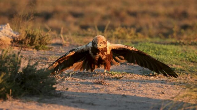 Juvenile Western Marsh Harrier (Circus aeruginosus) feeding on prey on the ground with wings partially spread. The bird eats quickly while vigilantly looking around near Toledo, Spain
