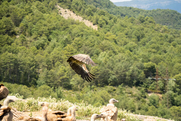Close-up of Griffon vultures (Eurasion griffon, Gyps fulvus) taking to flight, Aragin Spain