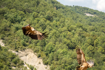 Close-up of Griffon vultures (Eurasion griffon, Gyps fulvus) taking to flight, Aragin Spain