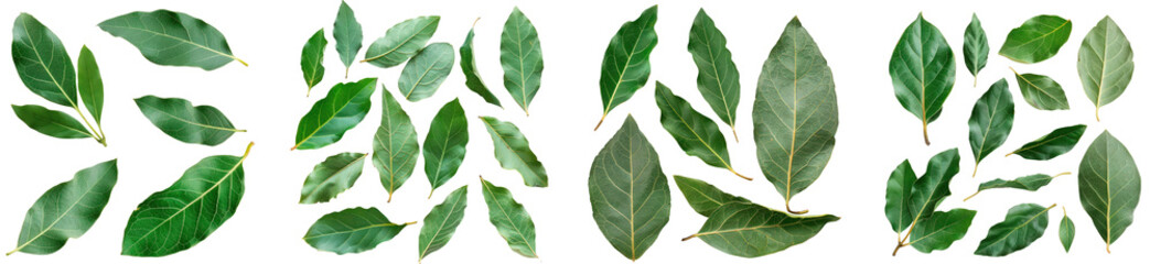 Fototapeta premium Set of bay leaf. Isolated on transparent background.