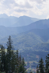
landscape with overgrown forests in the mountains on a background of clouds