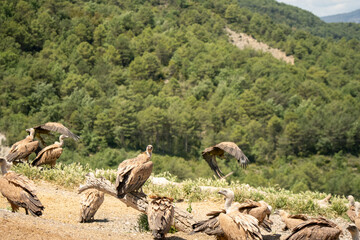 Close-up of Griffon vultures (Eurasion griffon, Gyps fulvus) taking to flight, Aragin Spain