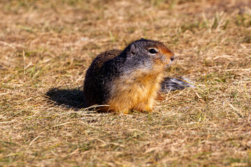 Ground squirrel in the dry grass