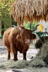 Highland cow in zoo Poznań 