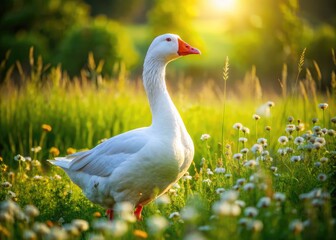Obraz premium A majestic white domestic goose waddles across a lush green meadow, its feathers glistening in the warm sunlight, surrounded by subtle wildflowers.