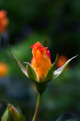 An orange rose on a green bush. A yellow flower.