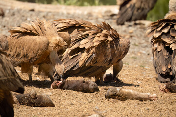 Close-up of Griffon vultures (Eurasion griffon, Gyps fulvus) at a vulture feeding centre