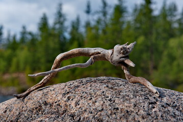 Russia, Western Buryatia. A bizarre snag in the form of a fabulous ugly monster on the coastal stone of the river Tissa.