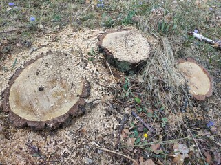 Three tree trunks of felled trees