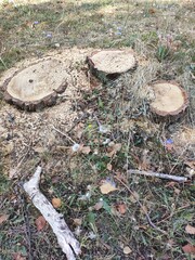 Three tree trunks of felled trees