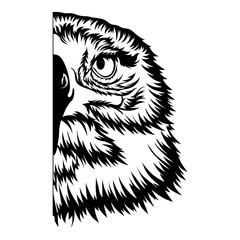 Bald Eagle Half Face