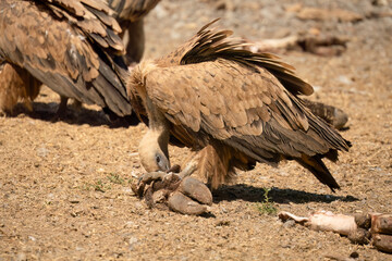 Close-up of Griffon vultures (Eurasion griffon, Gyps fulvus) at a vulture feeding centre