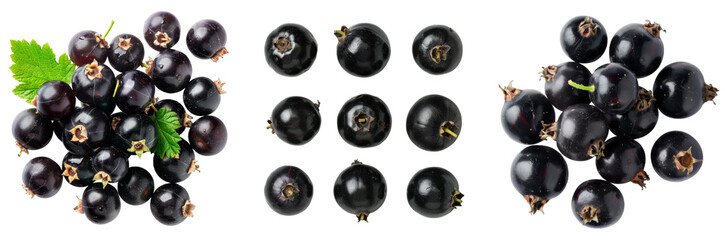 Set of blackcurrant berries of Ribes nigrum. Isolated on transparent background.