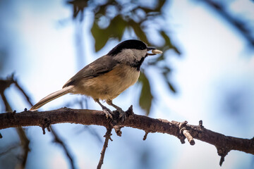 carolina chickadee
