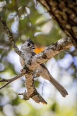 bird on a branch