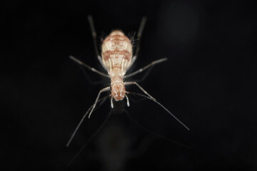 Dorypteryx domestica is a Synanthropic species of barklouse in the family Psyllipsocidae. It mainly inhabits residential buildings, including bathrooms and other damp places.