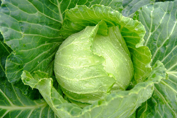 A fresh young cabbage head in dew drops ripen in the garden in a farmer's field. An organic vegetable on an organic farm. The concept of agriculture. Healthy food for humans. Growing cabbage.