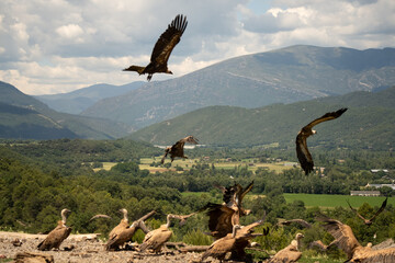 Close-up of Griffon vultures (Eurasion griffon, Gyps fulvus) taking flight, Spain