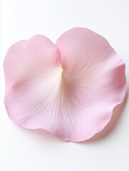 Fototapeta premium close up of a single rose petal in pink color isolated on white bakground