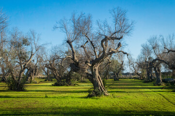 Obraz premium Alcuni alberi di olivo in un campo di erba verde lungo il Cammino del Salento che da Lecce porta a Santa Maria di Leuca