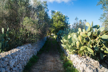 Un sentiero passa fra due muretti a secco lungo il Cammino del Salento che da Lecce porta a Santa...