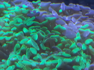 coral reef in aquarium