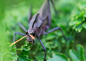 Lubber Grasshopper (Taeniopoda reticulata)