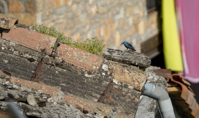 Obraz premium a blue rock thrush (Monticola solitarius), perched on a wall