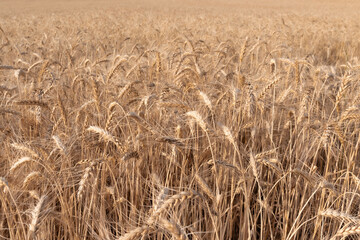 spikelets of ripe wheat. The concept of a rich harvest.  agricultural field. close-up, selective focus