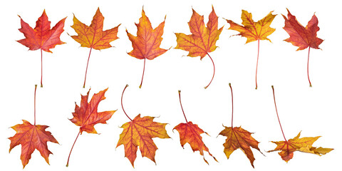Fototapeta premium twelve red autumn leaves of maple tree on white