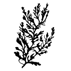 vector silhouette of a Seaweed