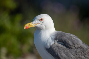 Gaviota patiamarilla