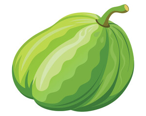 Chayote squash vector illustration isolated in white background 