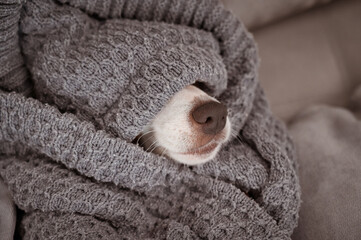 Jack Russell Terrier lies wrapped in a blanket. A dog's nose sticks out from under a blanket. 