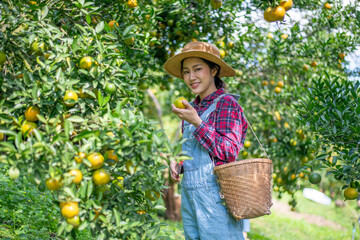 Beautiful woman gardener in a citrus orchard, picking oranges with a wicker basket organic orange tree plant garden and harvesting ripe orange crop is agriculture smart harvesting and plantation.