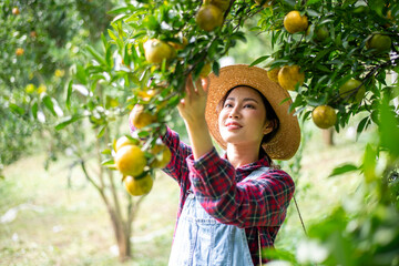 Beautiful woman gardener in a citrus orchard, picking oranges with a wicker basket organic orange...