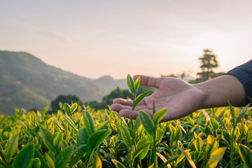 Tea garden farmers or worker wearing dresser work picking green tea leaves at tea plantation with...