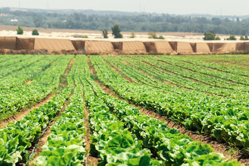 cabbage field in the south of Israel