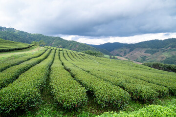 plantation, tea, greenery, landscape, nature, field, hills, path, mountain, mist, scenic, agriculture, green, outdoors, vegetation, foliage, crops, farm, cultivation, natural, serene, peaceful, rural,