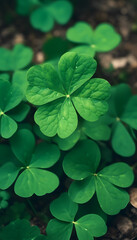 A close-up of a vibrant green four-leaf clover standing tall amidst a blurred green background. The leaves are glossy and well-defined, capturing the sunlight beautifully.