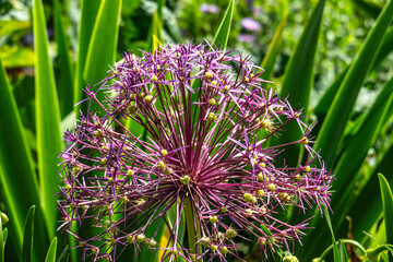 Impressions from the State Garden Show 2024 in Kirchheim, Bavaria, Germany