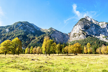 maple trees at Ahornboden, Karwendel mountains, Tyrol, Austria
