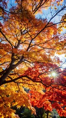 Sunlit Autumn Tree with Red and Orange Leaves Against Blue Sky

