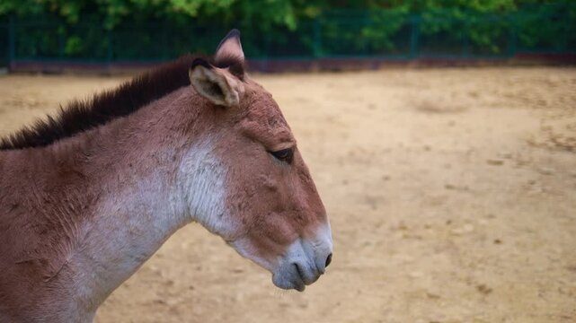 Portrait of a donkey on a walk.
