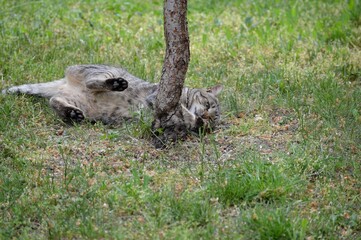 the cat caught the frog and is playing with it