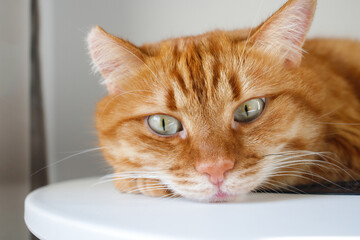 Funny ginger cat with green eyes looking at camera close up portrait