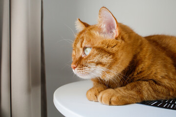 Cute ginger cat close up portrait